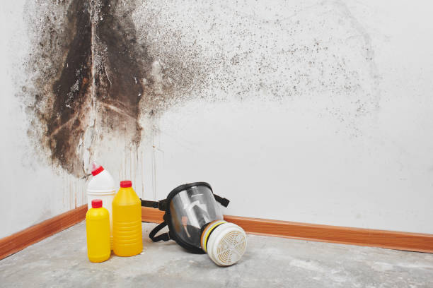 Professional Mold Removal in Trinity, NC