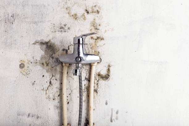 Best Toxic Mold Removal  in Trinity, NC