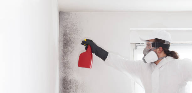Best Best Mold Removal Companies  in Trinity, NC