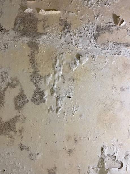 Best Mold Removal and Inspection  in Trinity, NC