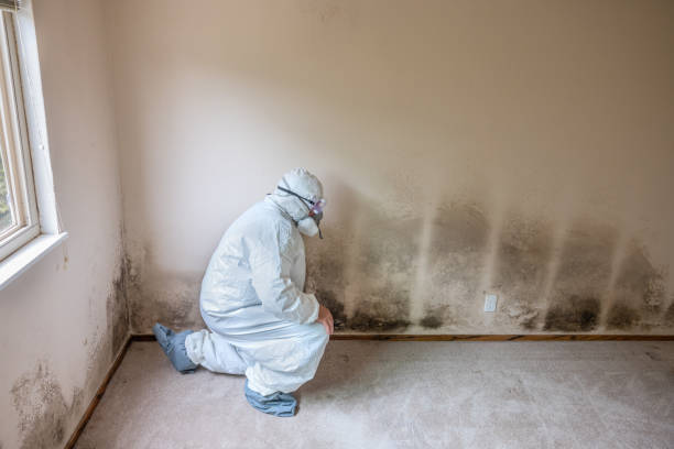 Best Attic Mold Removal  in Trinity, NC