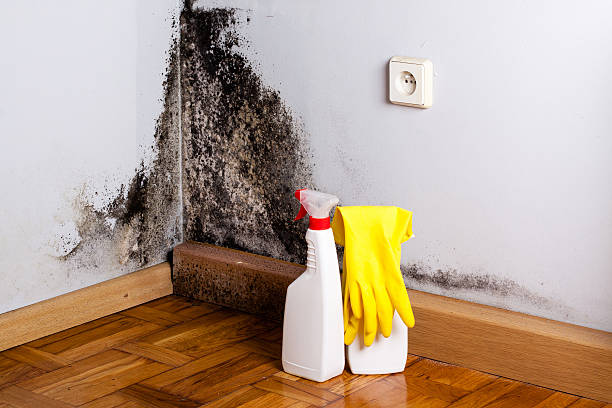 Best Emergency Mold Removal  in Trinity, NC