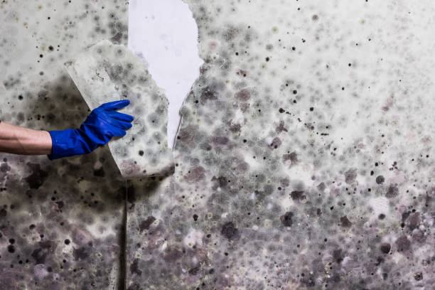 Best Residential Mold Removal  in Trinity, NC