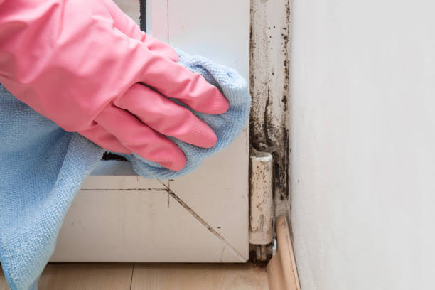 Best Mold Inspection  in Trinity, NC