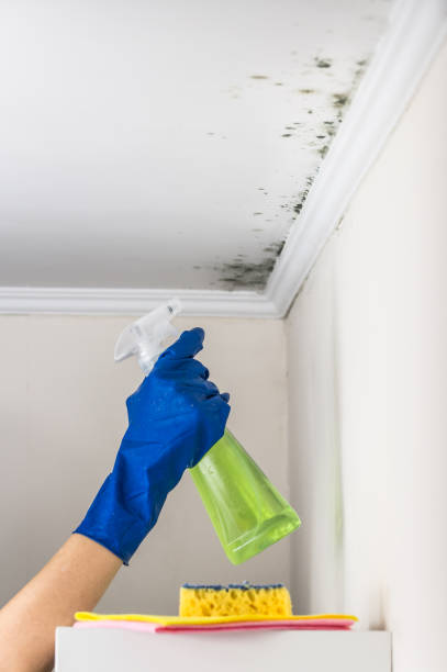 Best Commercial Mold Removal  in Trinity, NC